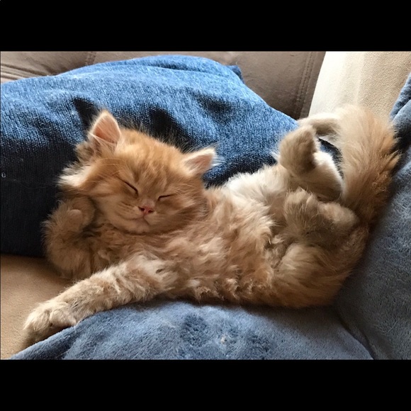 Our baby Avigdor (Avi) thanks you for coming by!😻 - Picture 1 of 1